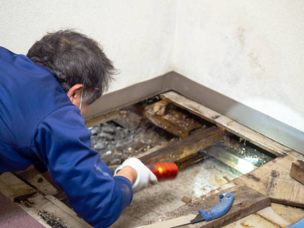 Best Crawl Space Mold Remediation in Peshtigo, WI