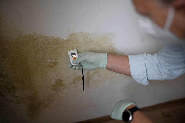 Best Localized Mold Remediation (e.g., coastal areas, humid climates) in Peshtigo, WI