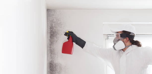 Best White Mold Remediation in Peshtigo, WI