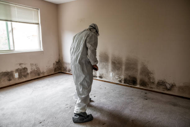 Professional Mold Remediation in Peshtigo, WI